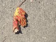 1st Oct 2023 - Colourful Leaf