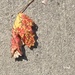 Colourful Leaf