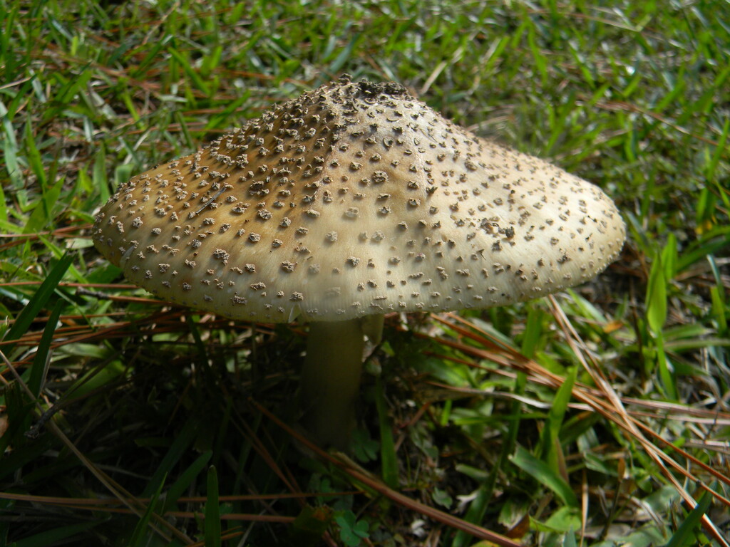 Mushroom in Backyard by sfeldphotos