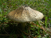 1st Oct 2023 - Mushroom in Backyard