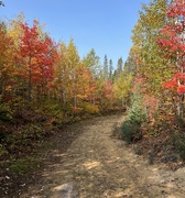 1st Oct 2023 - Fall Colours 