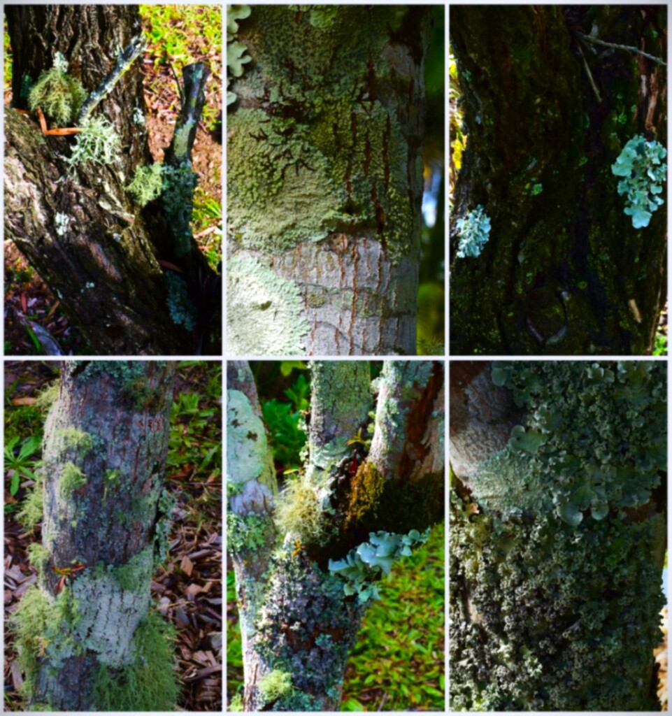  Bark, Lichen & Moss ~  by happysnaps