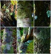 2nd Oct 2023 -  Bark, Lichen & Moss ~ 