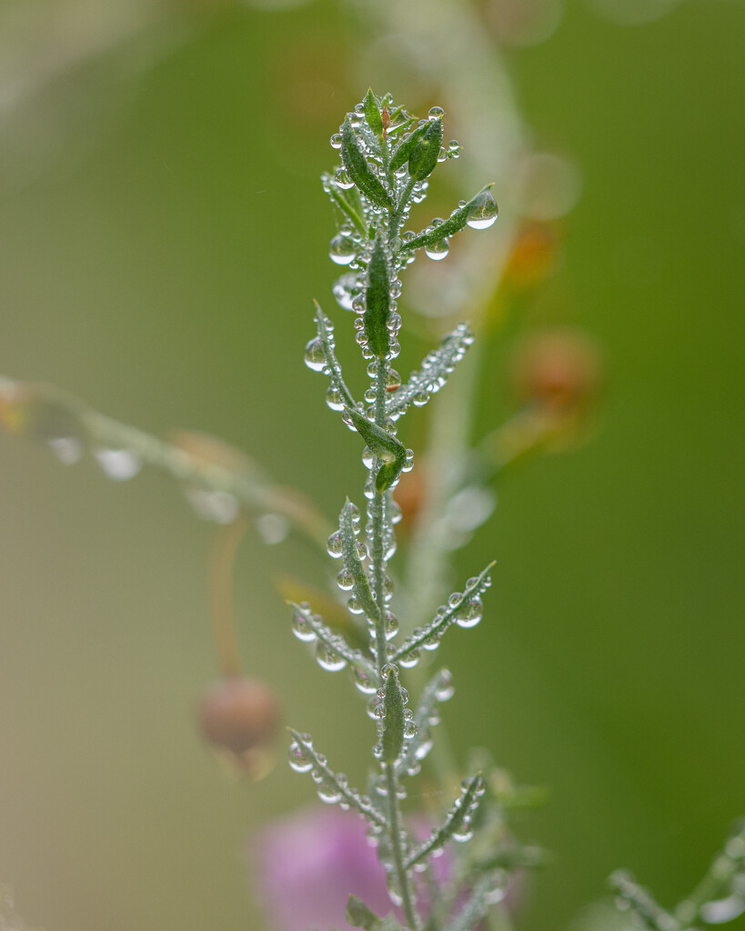 so many droplets by aecasey