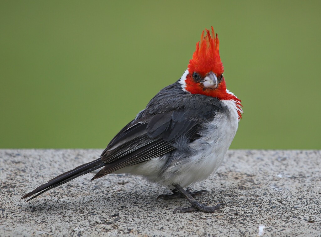red-crested cardinal by ellene