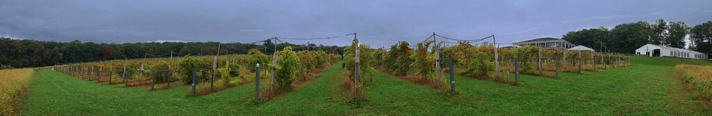 A Panorama of Blue Ridge Winery by olivetreeann