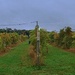 A Panorama of Blue Ridge Winery