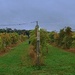 A Panorama of Blue Ridge Winery by olivetreeann