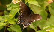 1st Oct 2023 - Palamedes Swallowtail Butterfly!