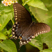 Palamedes Swallowtail Butterfly!