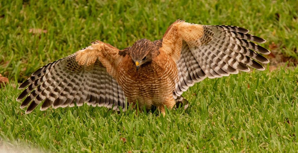 Red Shouldered Hawk Being Aggressive! by rickster549