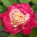 rose by ellene
