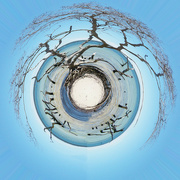 2nd Oct 2023 - Mangrove Little Planet