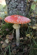 2nd Oct 2023 - Fly Agaric