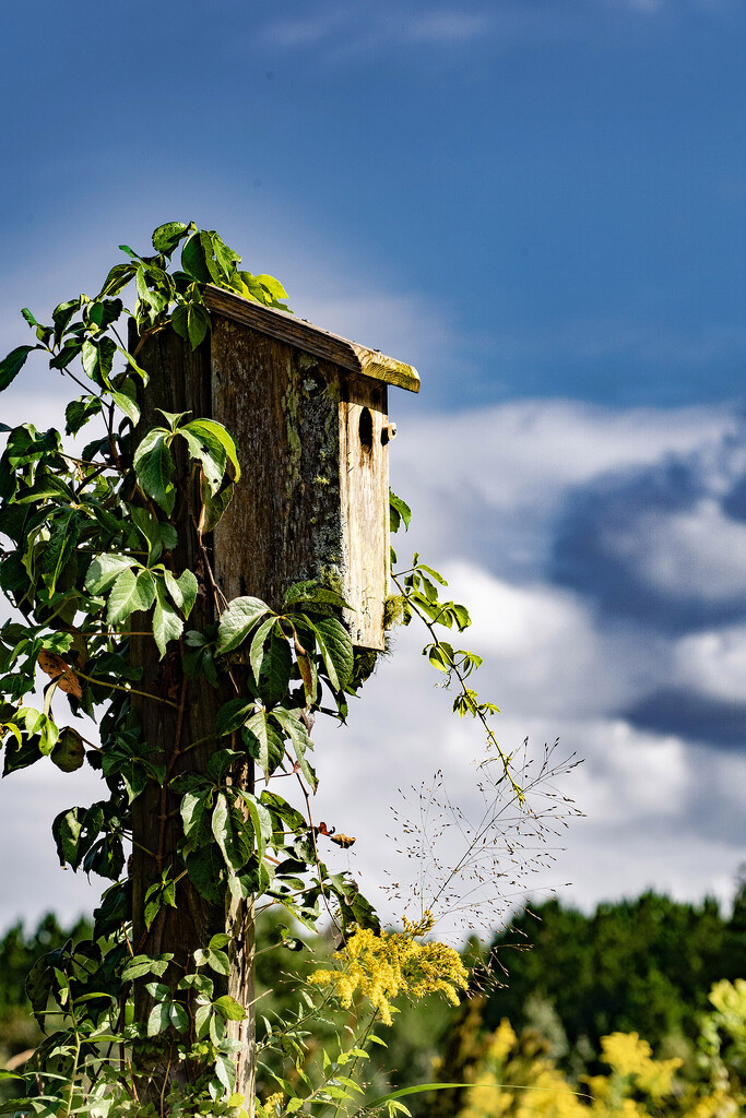 Birdhouse by k9photo