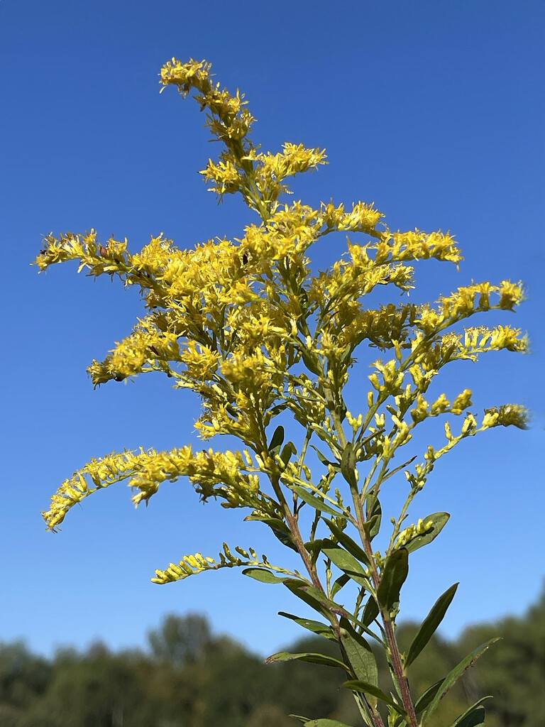 Goldenrod by k9photo