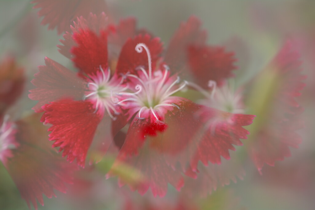 Dianthus flurry........ by ziggy77