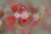 2nd Oct 2023 - Dianthus flurry........