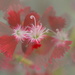 Dianthus flurry........ by ziggy77