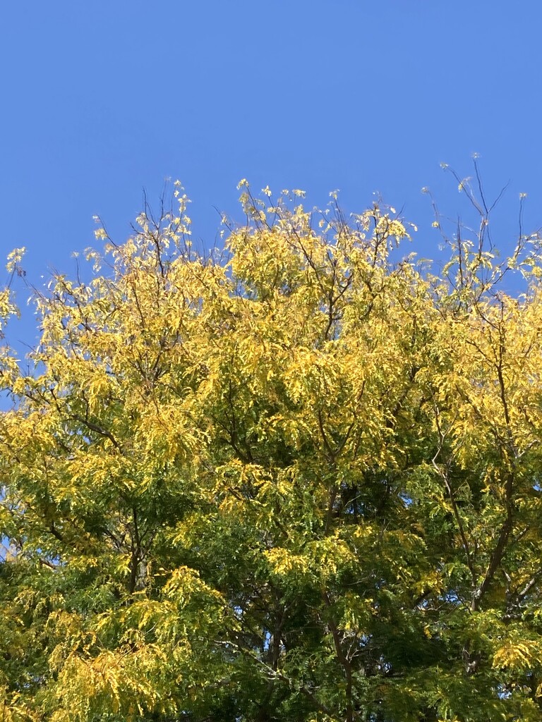 Golden Leaves  by spanishliz
