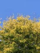 2nd Oct 2023 - Golden Leaves 