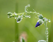 30th Sep 2023 - flax droplets