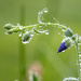 flax droplets by aecasey