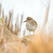 Least Sandpiper by nicoleweg