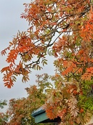 2nd Oct 2023 - The hues of Autumn.