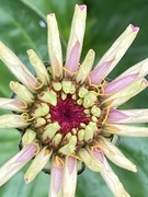 2nd Oct 2023 - Zinnia Flower 