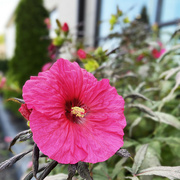 27th Sep 2023 - Pink Flower On Wasson Way