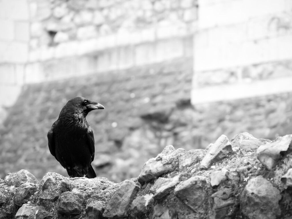 nevermore... by northy