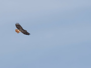 2nd Oct 2023 - red-tailed hawk