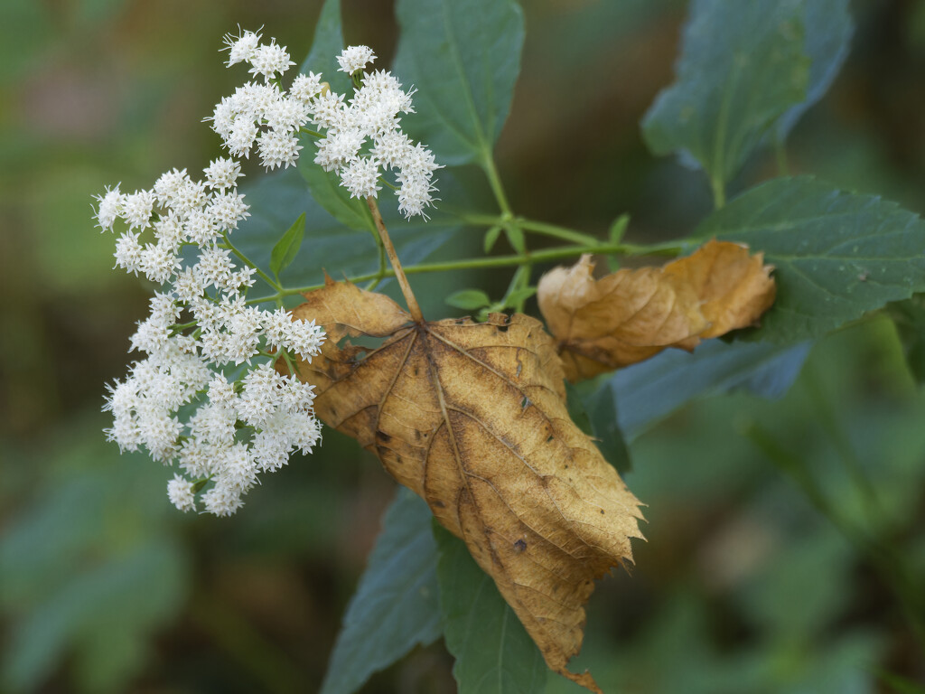 white snakeroot by rminer