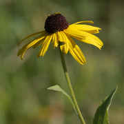 2nd Oct 2023 - Sweet Black-eyed Susan