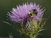 2nd Oct 2023 - Common eastern bumble bee on field thistle