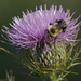 Common eastern bumble bee on field thistle by rminer