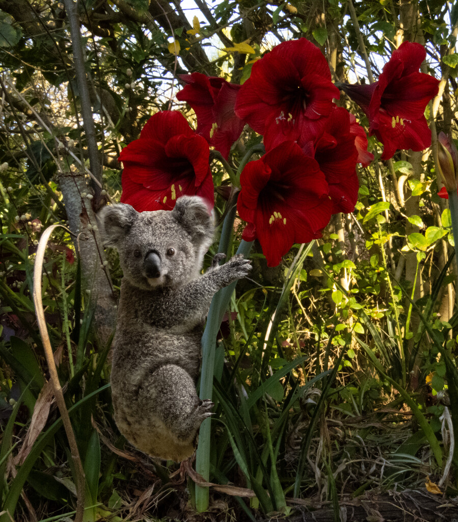 some composite fun by koalagardens
