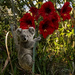 some composite fun by koalagardens