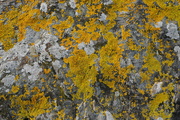 1st Oct 2023 - Lichen