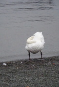 2nd Oct 2023 - a swan