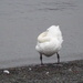 a swan by anniesue
