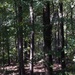 A view into the woods...