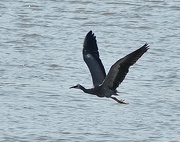 3rd Oct 2023 - Heron in flight