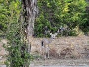 2nd Oct 2023 - Young Whitetail Buck