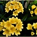 Beautiful Yellow Clivea ~  by happysnaps