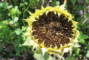 2nd Oct 2023 - Sunflower 