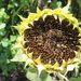 Sunflower  by pyrrhula