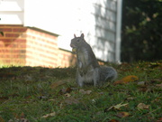 2nd Oct 2023 - Squirrel with Acorn In Its Mouth 