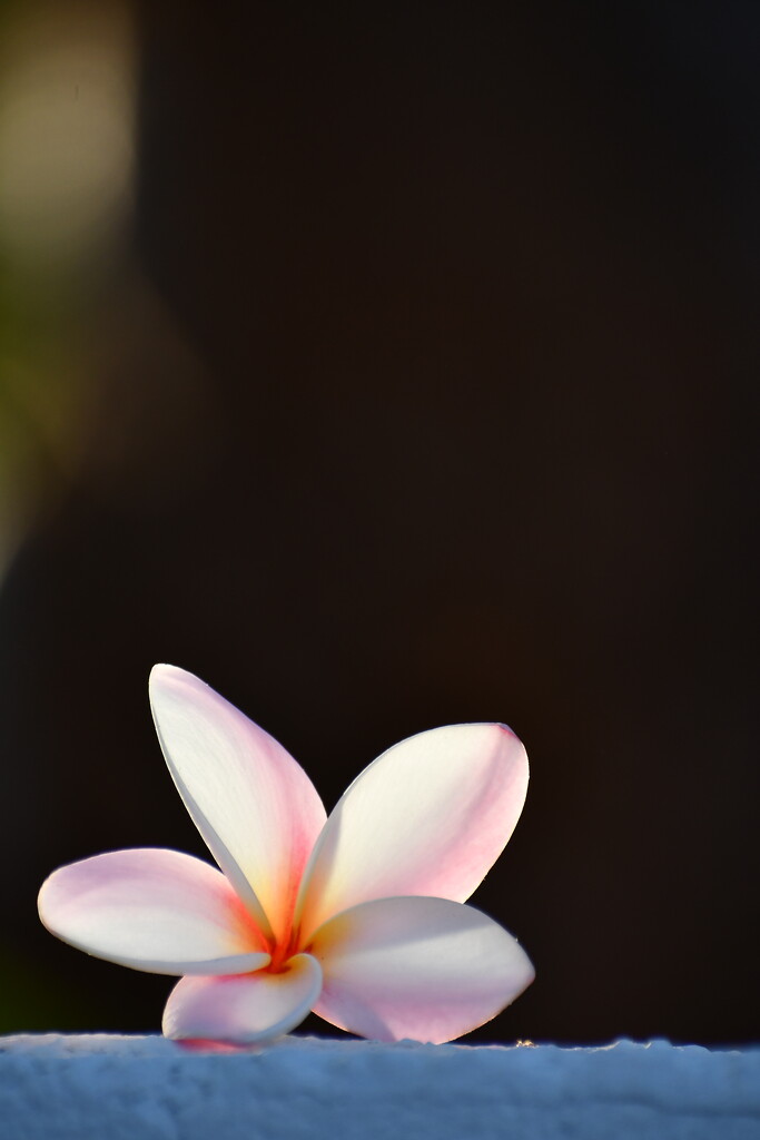 Fallen Frangipani Flower by nannasgotitgoingon
